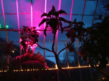  Hanging garden and lighting 